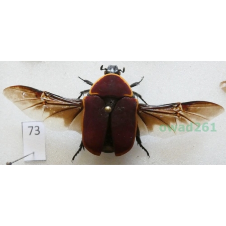 Pachnoda marginata peregrina Kolbe, 1906 ex. ovo Czad73
